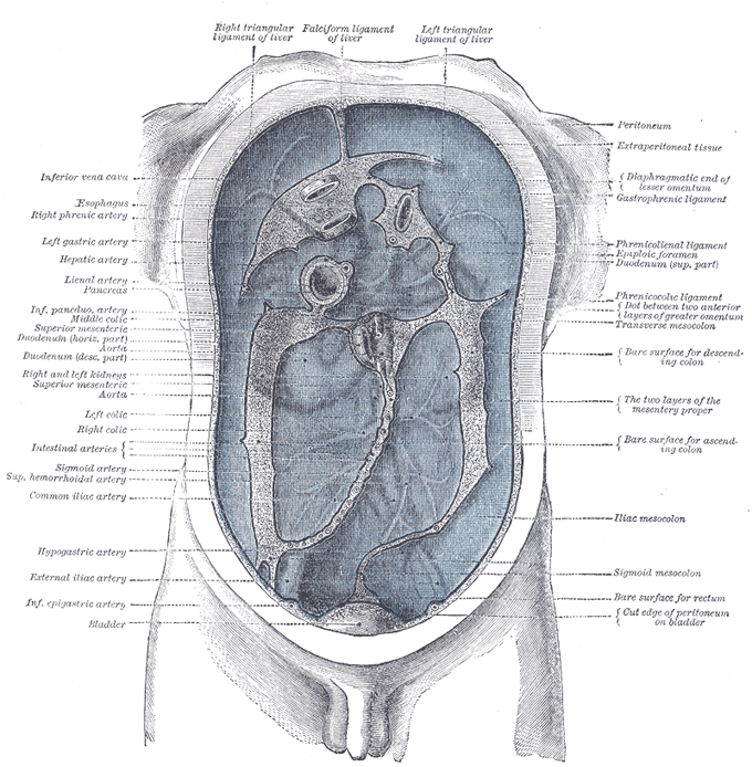 diagrams of human body. Body organs diagram exclusive