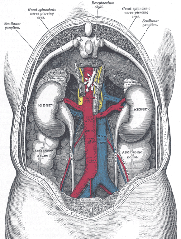 organs of human body. human body organs list